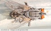 Mouche à viande