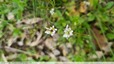 Cardamine à petites fleurs