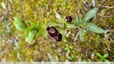Ophrys araignée