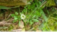 Cardamine des bois