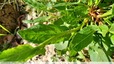 Rumex alpestre