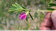 Vesce cultivée
