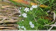 Stellaire holostée