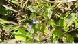 Myosotis hérissé