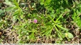 Géranium à feuilles découpées