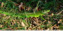 Un beau reptile