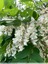Robinier faux acacias
