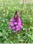 Orchis pyramidal