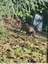 Sanglier