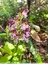 Orchis pourpre