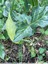 Arum d'Italie