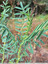 Sainfoin cultivé