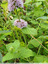 Menthe aquatique