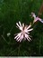 Lychnis fleur de coucou