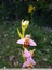 Ophrys abeille