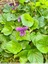 Violette odorante
