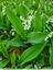 Muguet