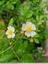 Rosier multiflore