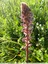 Orobanche du trèfle