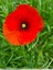 Coquelicot