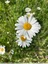 Marguerite commune