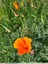 Pavot de Californie