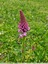 Orchis pyramidal