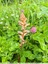 Orobanche du trèfle