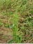 Rumex à feuilles longues