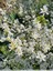 Exochorde en grappes