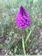 Orchis Pyramidal