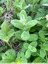 Menthe velue