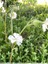 Silene