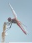 Sympetrum fonscolombii