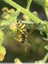 Philanthus triangulum