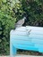 pigeon