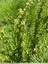 Rumex