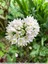 Ail rose