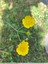 Bouton d'or
