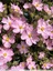 Ciste à petites fleurs