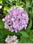 Hortensia à grandes feuilles