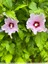 Hibiscus altéa