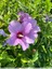 Hibiscus altéa