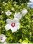Hibiscus altéa