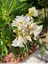 Laurier rose