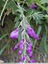 Glycine de Chine