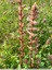 Orobanche minor