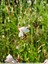 Gaura