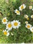 Marguerite commune