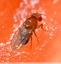 Drosophile
